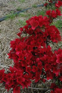 Evergreen Azalea